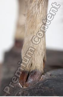 Pig leg photo reference 0005